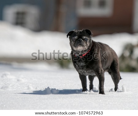 Black pug in the snow