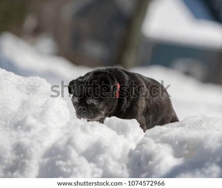 Black pug in the snow