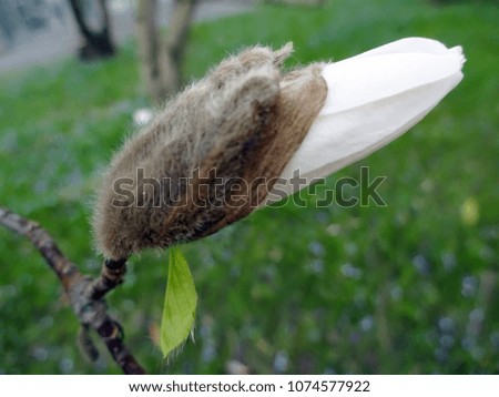 flowers and the rising white bud of a Magnolia kobus, belongs to the family Magnoliaceae