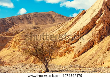 Dry river bed. Desert mountain landscape. 