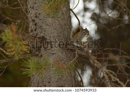 Squirrels in tree