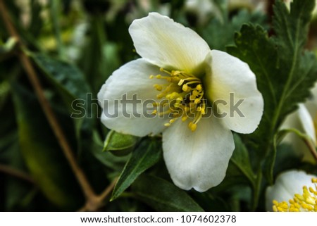 single jasmine flower