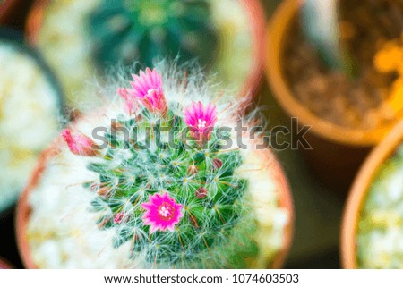 Lovely all cactus