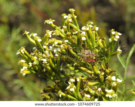 Bug on weed plant.