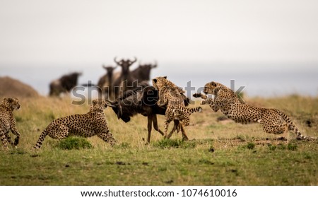 A group of cheetahs attacking a wildebeest  Royalty-Free Stock Photo #1074610016