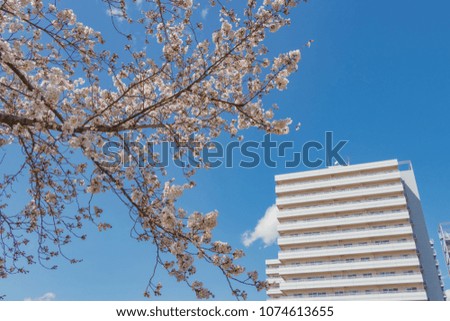 Cherry blossoms at Shin-Yokohama Park