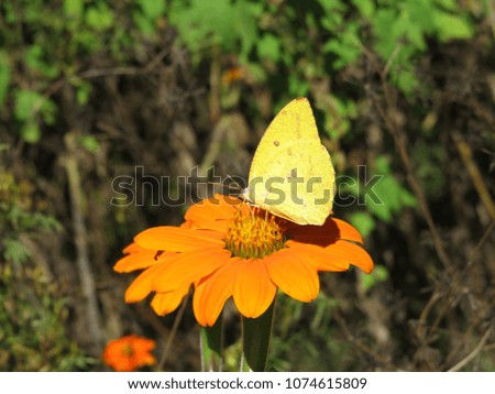 Butterfly on weed flower.