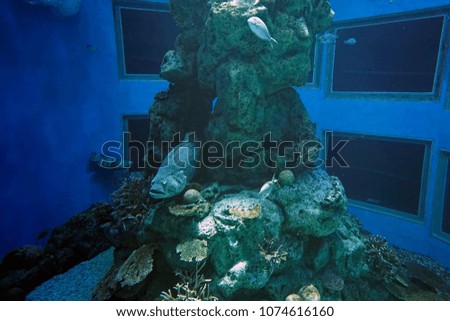 aquarium, fish tank, coral reef