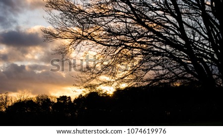Bare branches of tree in winter silhouette against orange sunset sky