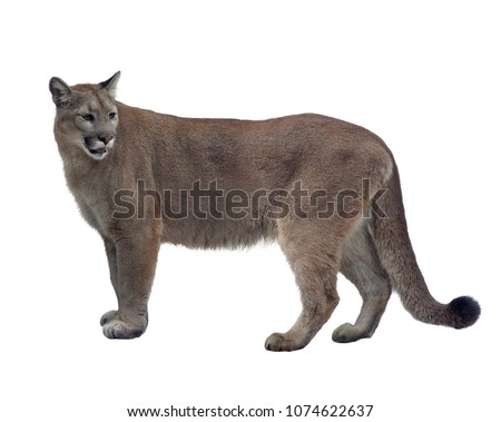 Florida panther or cougar isolated on white background