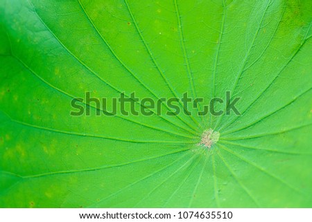 Close up look of fresh green lotus leaf.