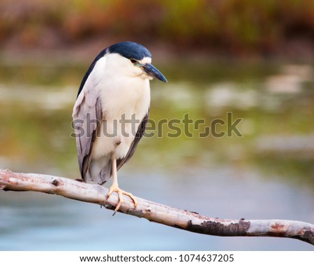 Adult black crowned night heron perched in a tree.  Chunky herons sit motionless in trees near water and become more active at night. Found in habitats with fresh or salt water.