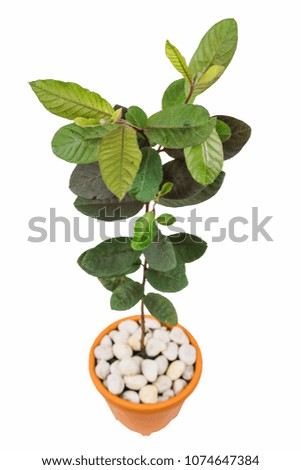 guava tree isolated on white background