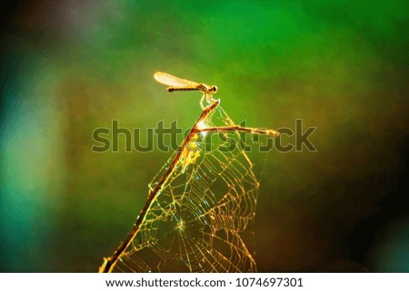 Abstract vintage picture style of dragonfly on old branch in sunset time background, selected focus.