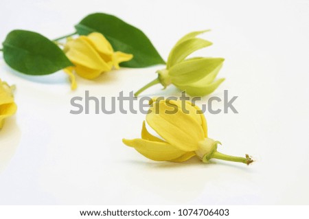 ylang ylang flower on white background, climbing ilang-ilang, manorangini