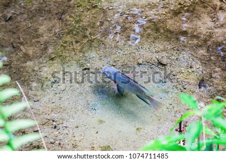 fish in a lake