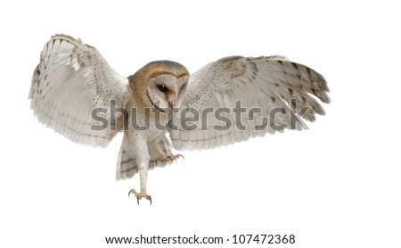Barn Owl, Tyto alba, 4 months old, flying against white background