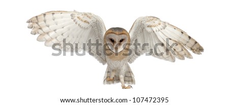 Barn Owl, Tyto alba, 4 months old, portrait flying against white background Royalty-Free Stock Photo #107472395