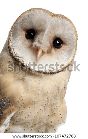 Barn Owl, Tyto alba, 4 months old, portrait and close up against white background