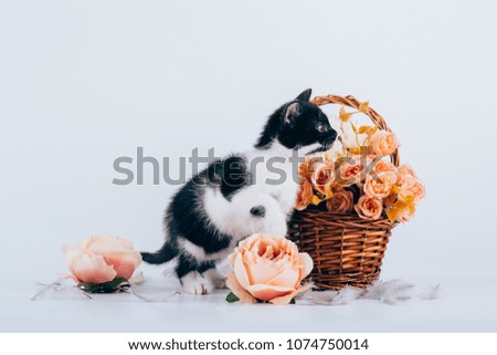 Cute little kitty cat posing for the camera near a basket of flowers. 