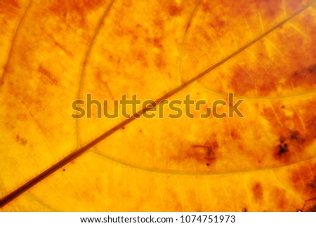 bengal almond leaf, terminalia catappa