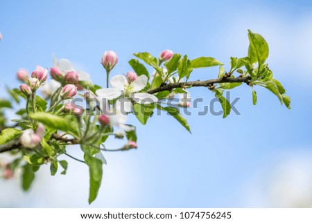Apple blossom flower in the spring