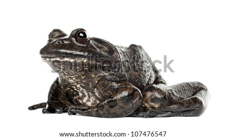 American bullfrog or bullfrog, Rana catesbeiana, against white background