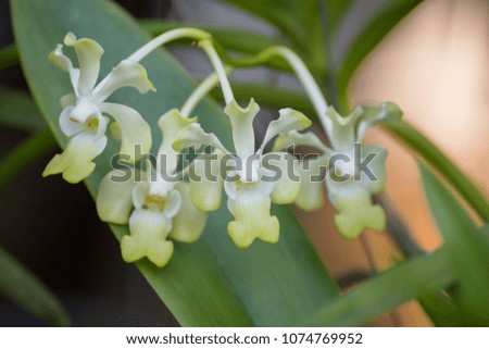 
White orchids bloom and beautiful