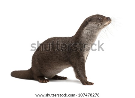 European Otter, Lutra lutra, 6 years old, against white background