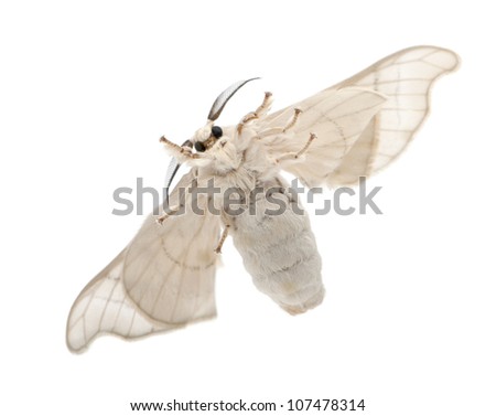 Domesticated Silkmoth, Bombyx mori, underside view against white background Royalty-Free Stock Photo #107478314