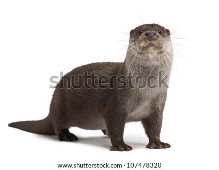 European Otter, Lutra lutra, 6 years old, portrait standing against white background