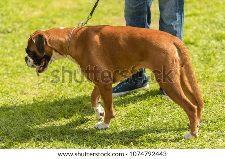 Boxer dog in the park with owner