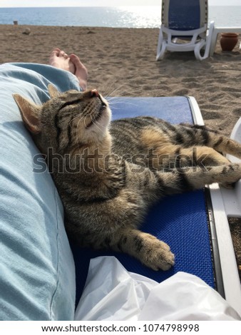 the cat lies on a beach lounger next to the person's foot, pressed, raising his head up and closing his eyes with pleasure, in front of the sea can be seen