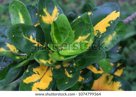 Green leaf texture. yellow leaf texture. Leaf texture background