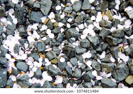Background of cherry blossom petals on the ground