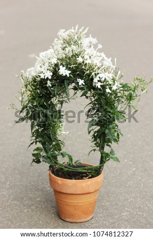 Jasminum polyanthum in a pot 