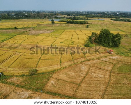 Aerial view of yellow rice field with combine harvester machine during the harvest season in the rural village in the countryside farming area of Chiang Mai, Thailand.