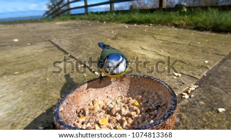 Blue Tit feeding from Insect Coconut Suet Shells in UK
