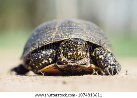 Portrait of a European pond turtle. Endangered animal.
