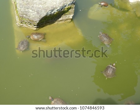 Turtle playing in the pond in Tokyo Japan