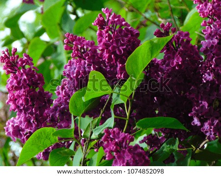 macro photo with a decorative background of beautiful purple flowers on branches of a lilac tree during spring flowering as a source for prints, advertising, posters, decor, interiors
