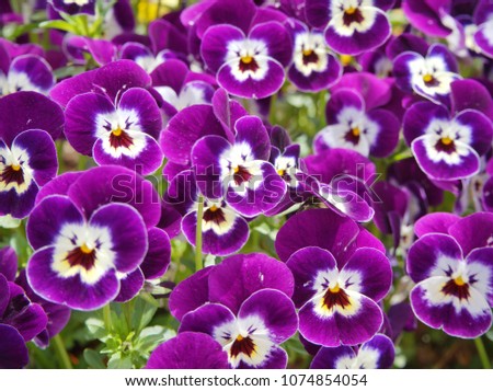 Pansy flower or Viola tricolor flower or as known as cat face flower