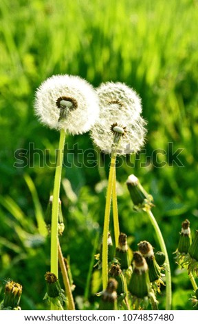 Dandelion with Green grass field. 
Dandelion flower meaning is Long lasting happiness and youthful joy.