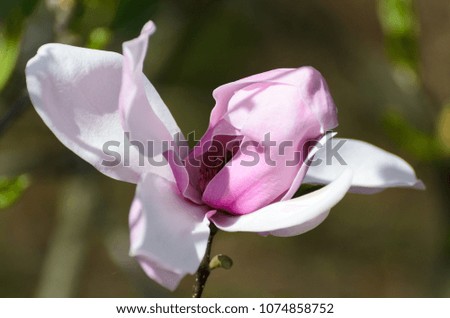 Isolated pink magnolia flowers in the spring morning. Beauty of nature.