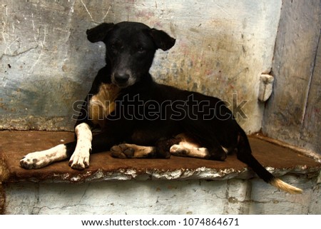 poor homeless skinny lorn dog on streets of city. Pets without a host starve to sleep on street