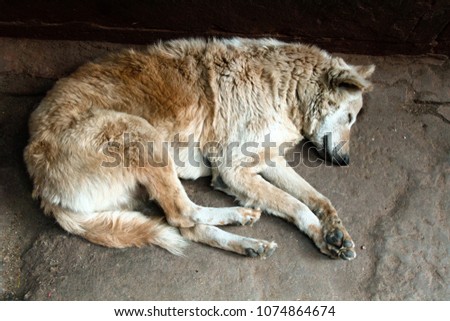 poor homeless skinny lorn dog on streets of city. Pets without a host starve to sleep on street Royalty-Free Stock Photo #1074864674