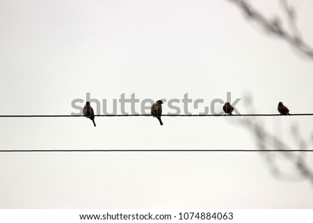 Silhuetts of birds sitting on cords in the cloudy grey sky. Monochrome colors. Minimalism. Concept for card or interior picture, modern simple style, nature theme