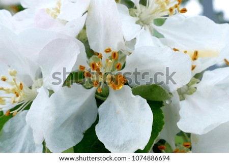 White flower of a tree macro shot