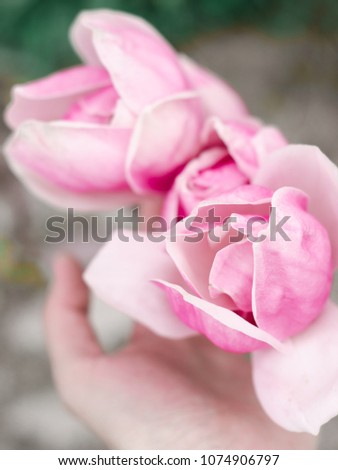 Beautiful close up magnolia flowers. Blooming magnolia tree in the spring. Selective focus. 