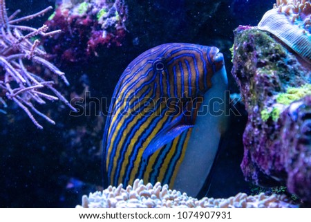 Acanthurus lineatus fish close up